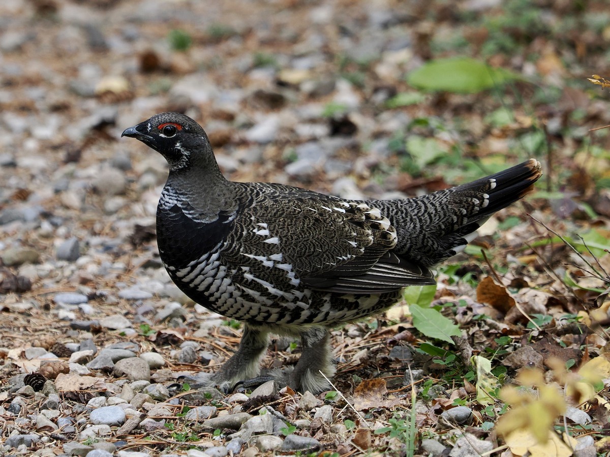 Spruce Grouse - ML625188178