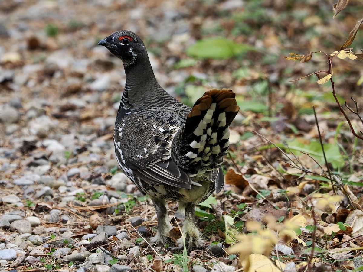 Spruce Grouse - ML625188179