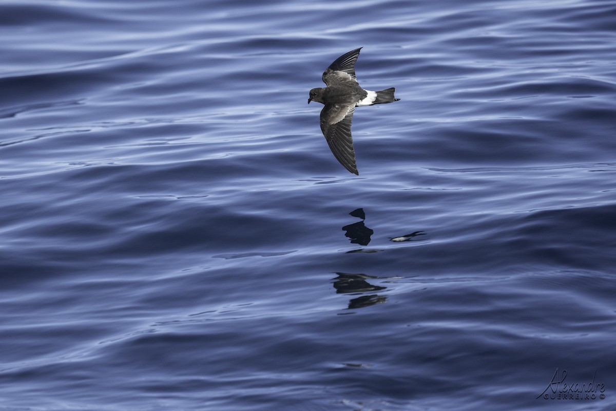 Wilson's Storm-Petrel - ML625188186