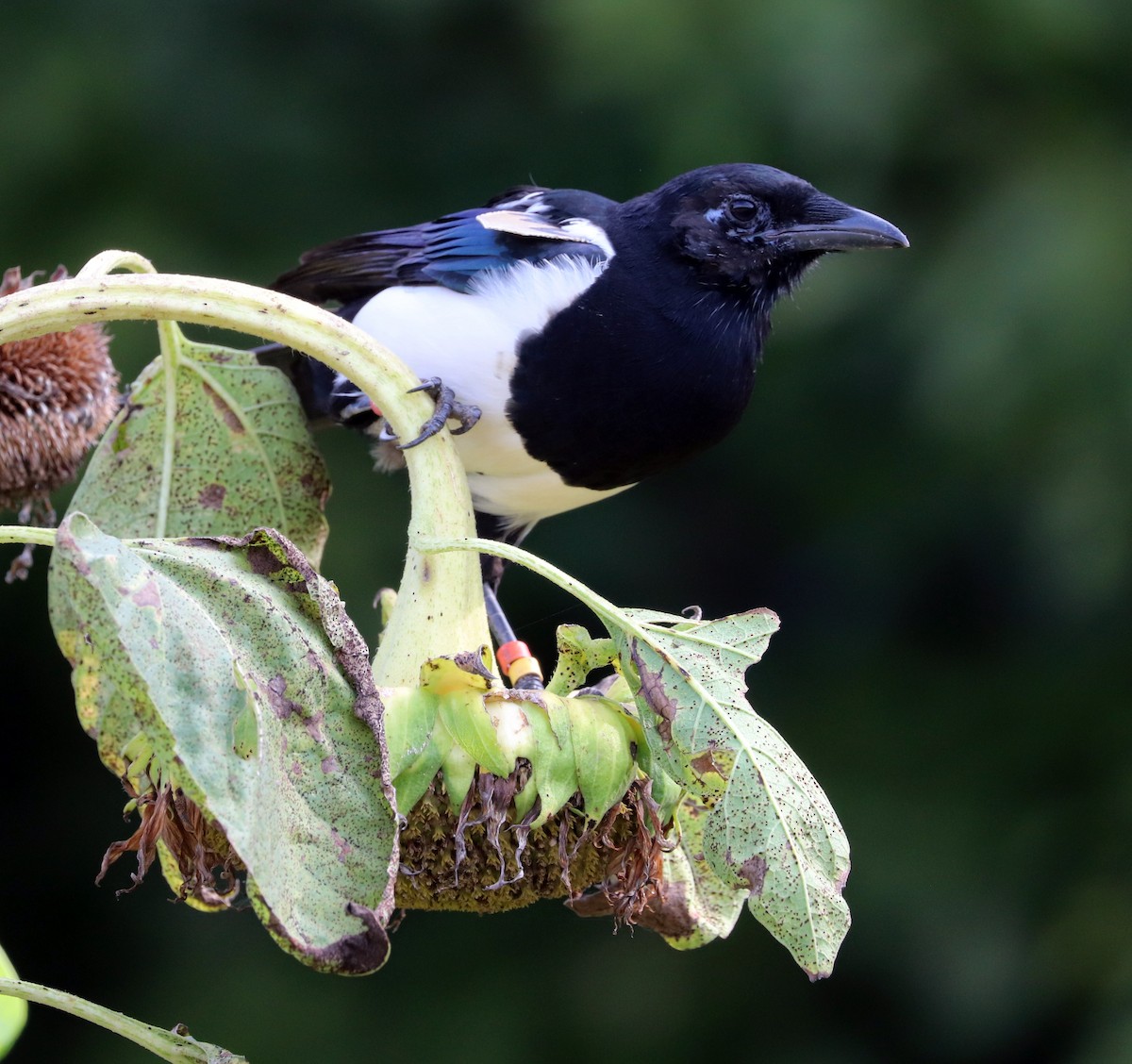 Oriental Magpie - Dmitrii Travin