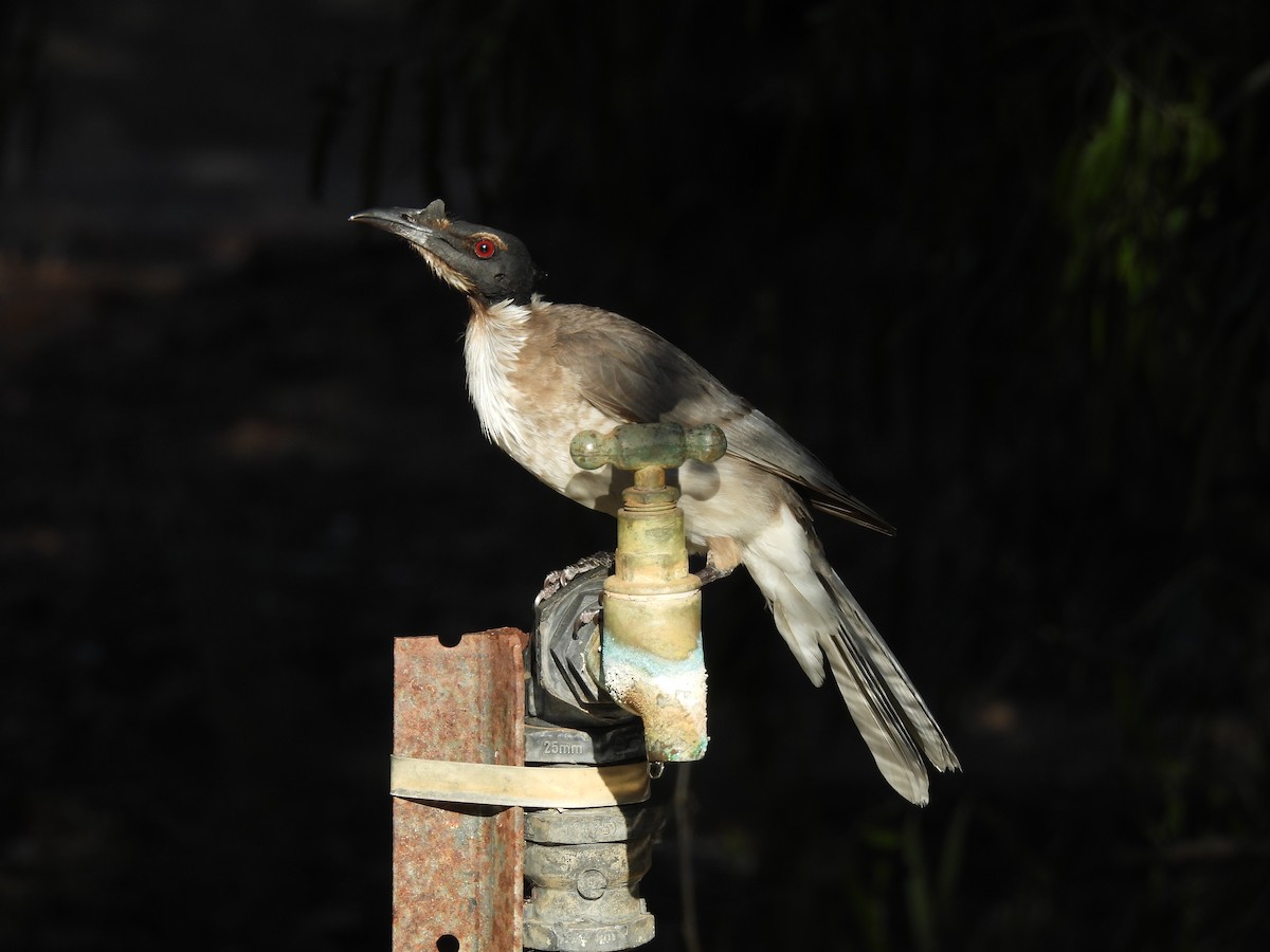 Noisy Friarbird - ML625188567