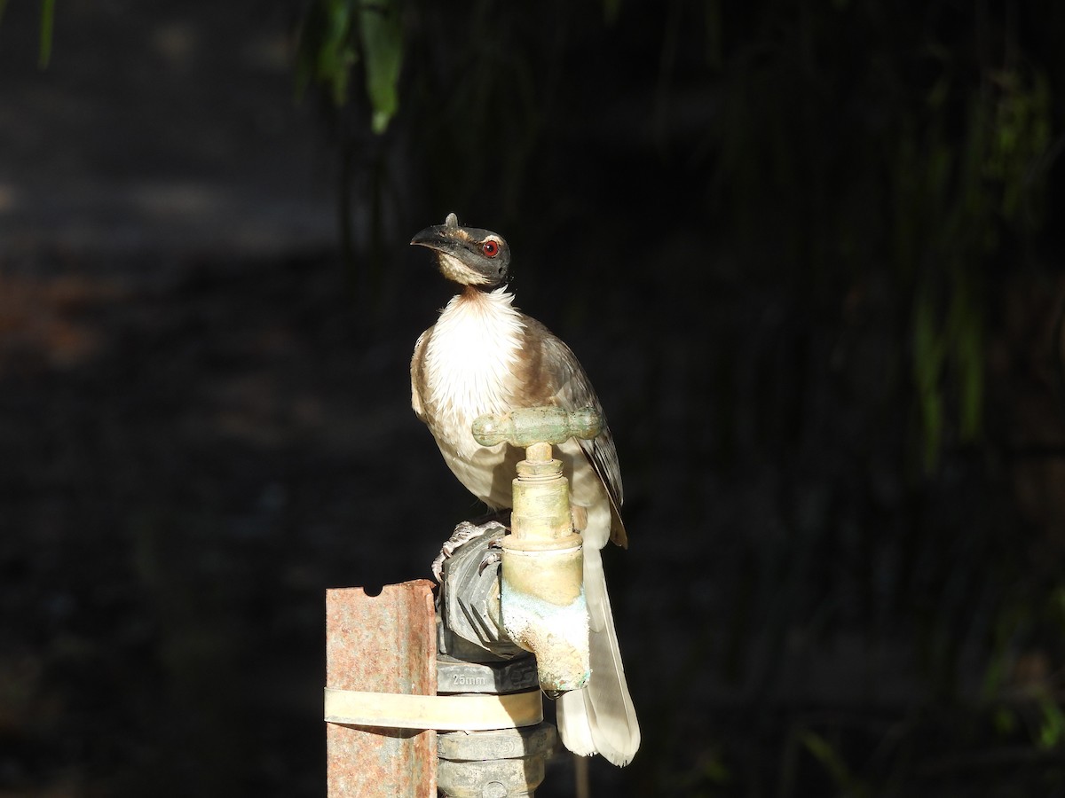 Noisy Friarbird - ML625188570