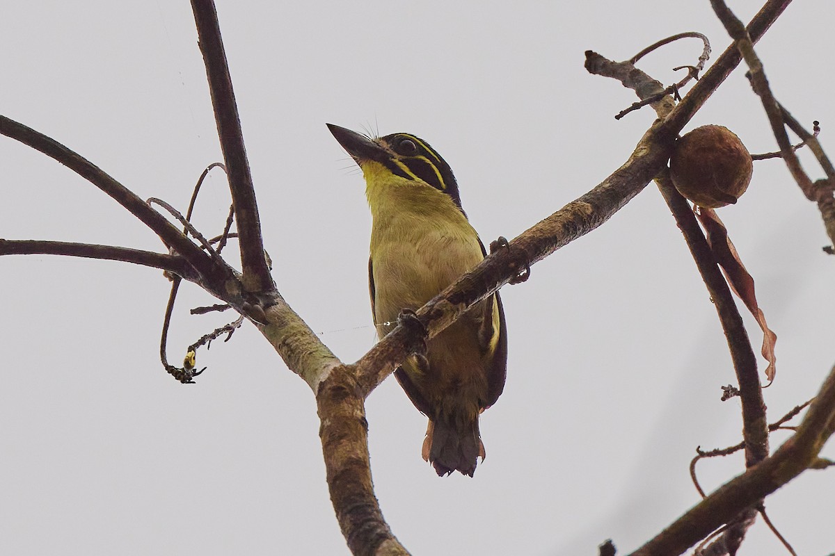 Red-rumped Tinkerbird - ML625188584