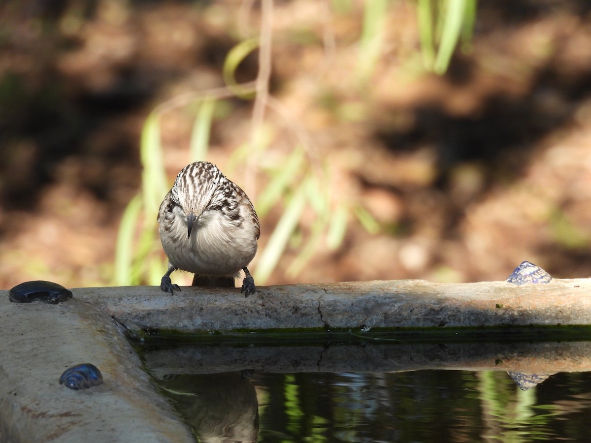 Striped Honeyeater - ML625188629