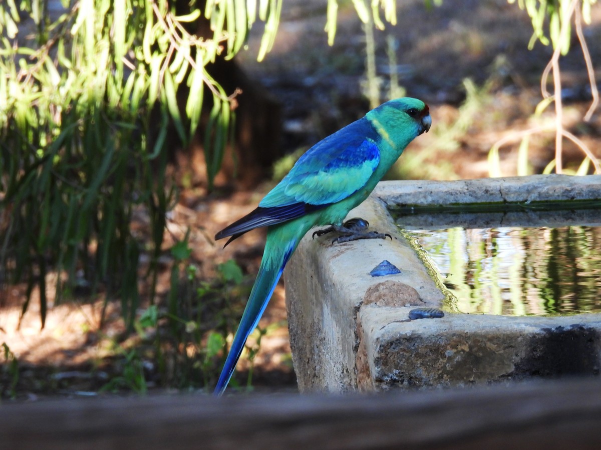 Australian Ringneck (Mallee) - ML625188633