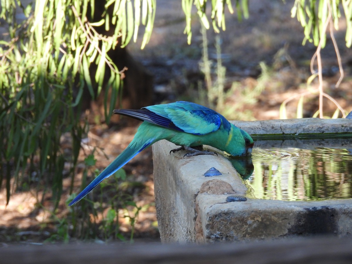 Australian Ringneck (Mallee) - ML625188634
