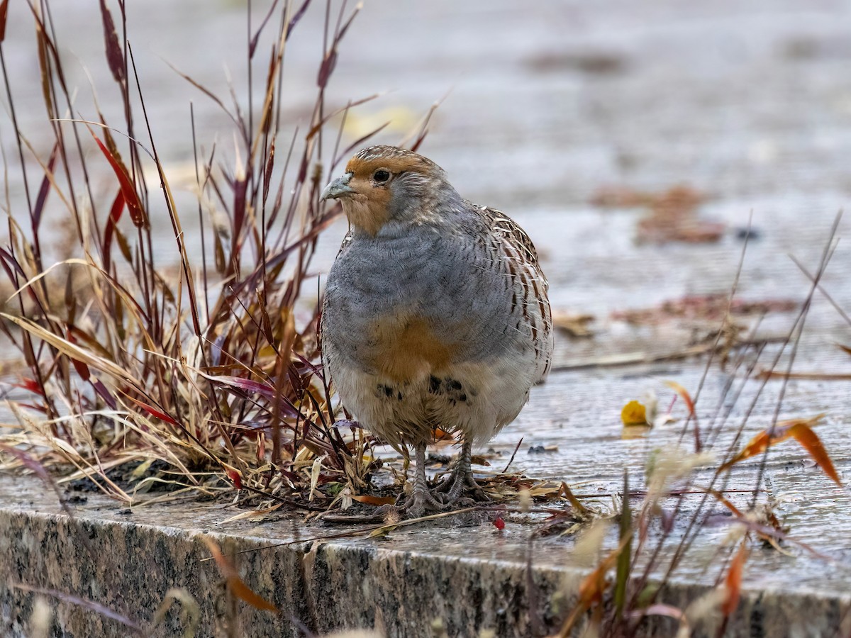 Daurian Partridge - ML625188740