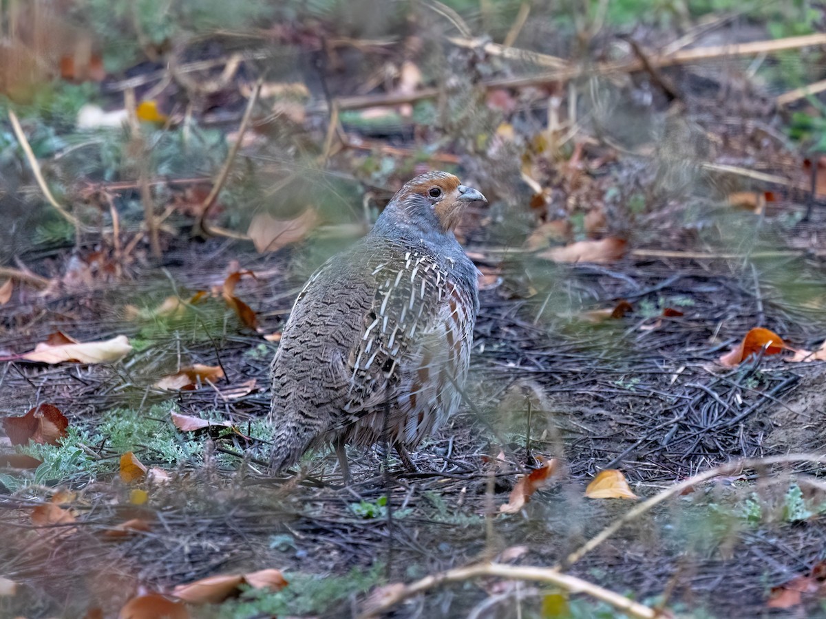 Daurian Partridge - ML625188743
