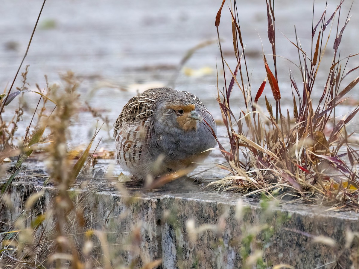 Daurian Partridge - ML625188744