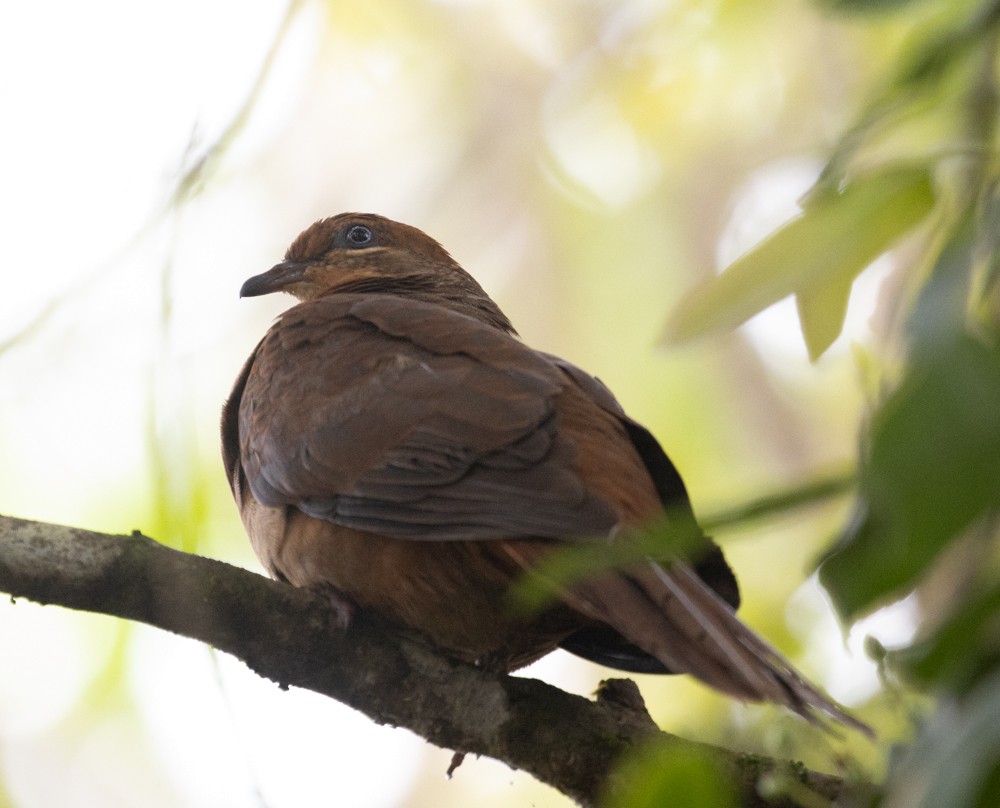 Brown Cuckoo-Dove - ML625188794