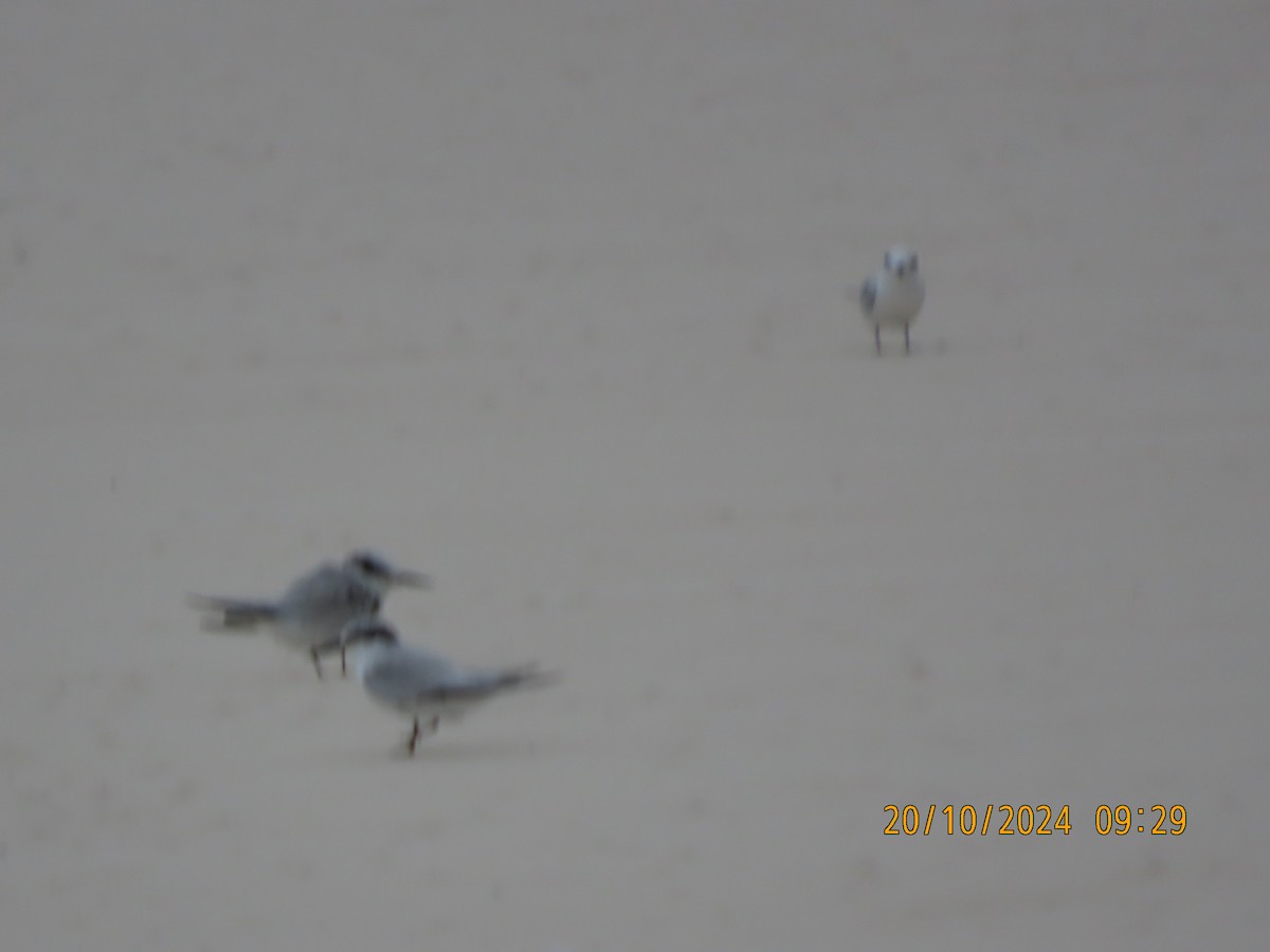 Saunders's Tern - ML625188941