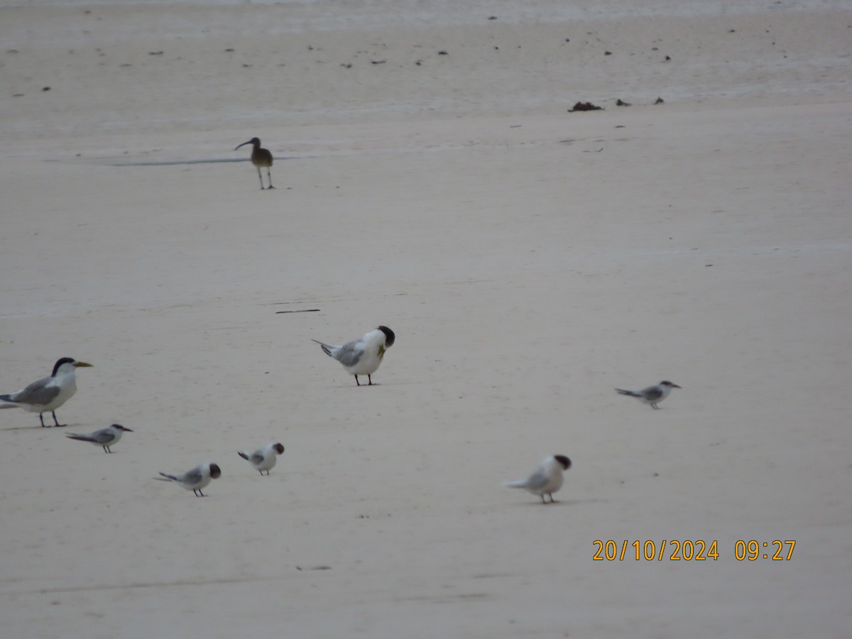 Saunders's Tern - ML625188942