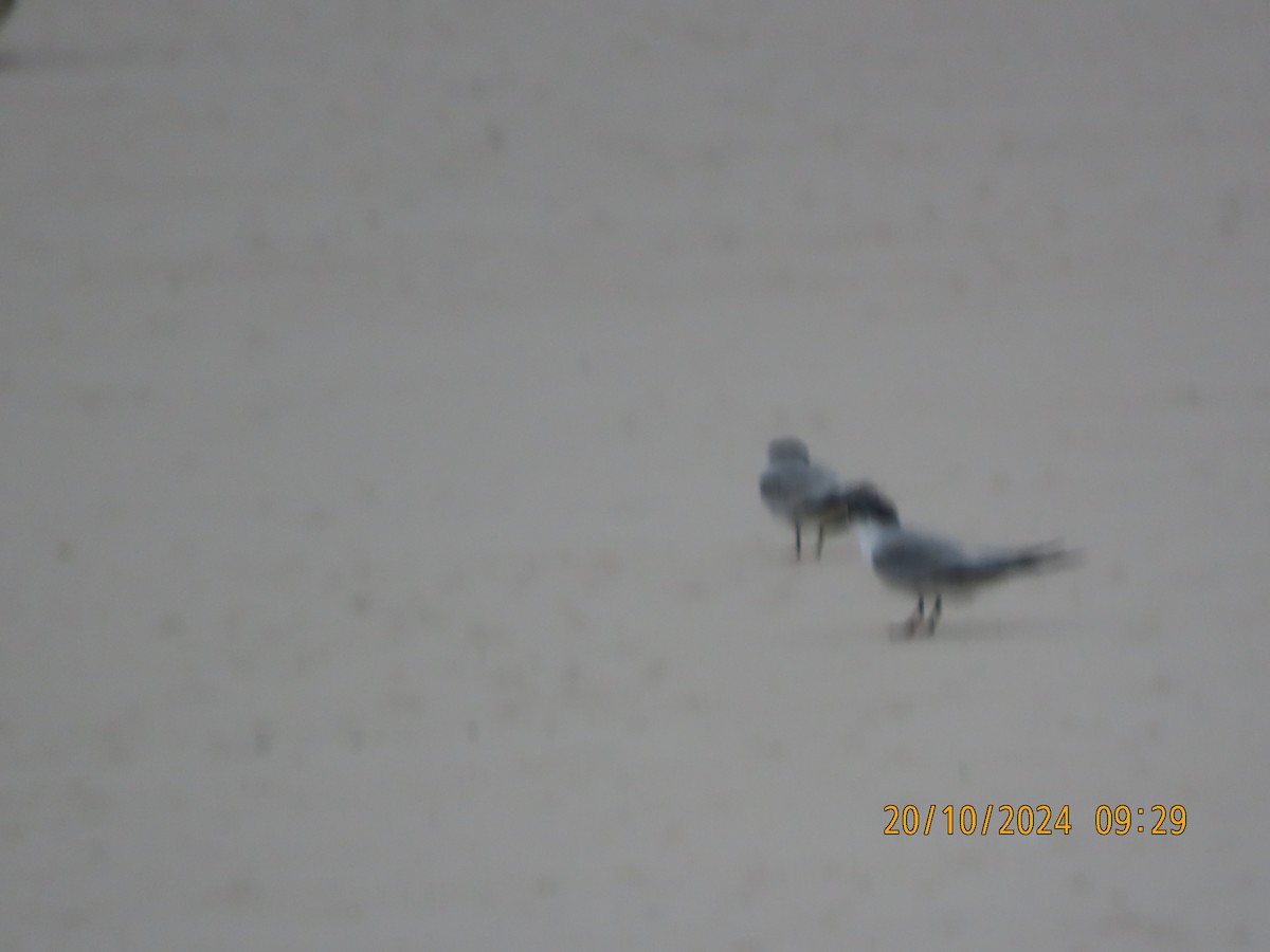 Saunders's Tern - ML625188943