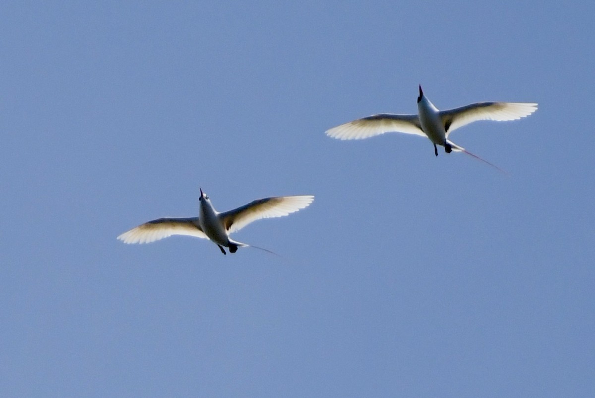 Red-tailed Tropicbird - ML625189049