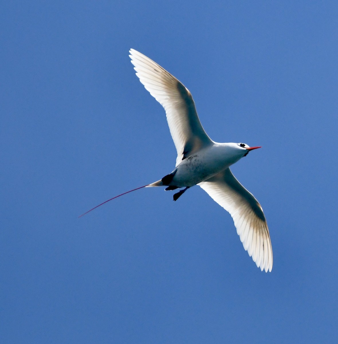 Red-tailed Tropicbird - ML625189050