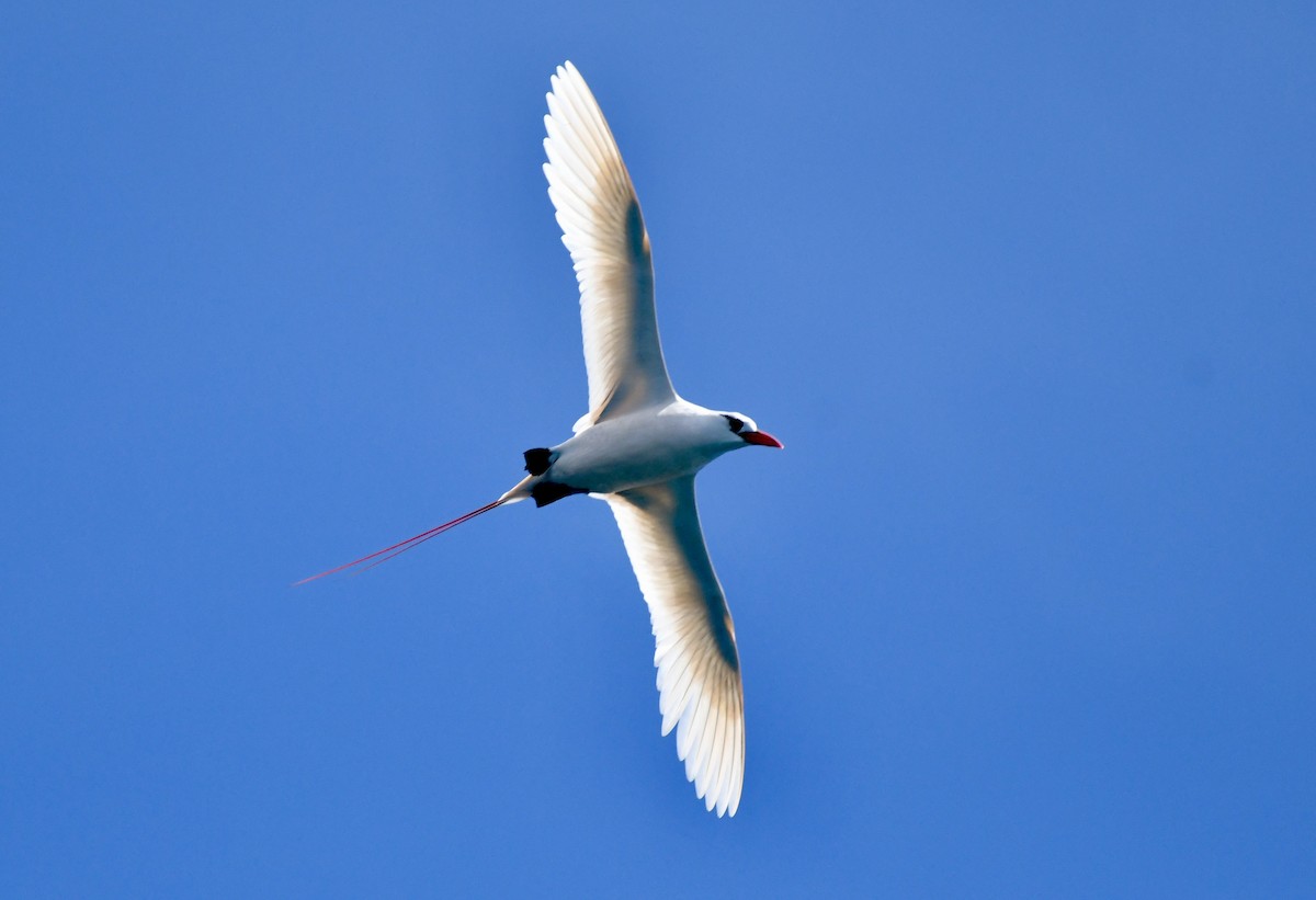 Red-tailed Tropicbird - ML625189051