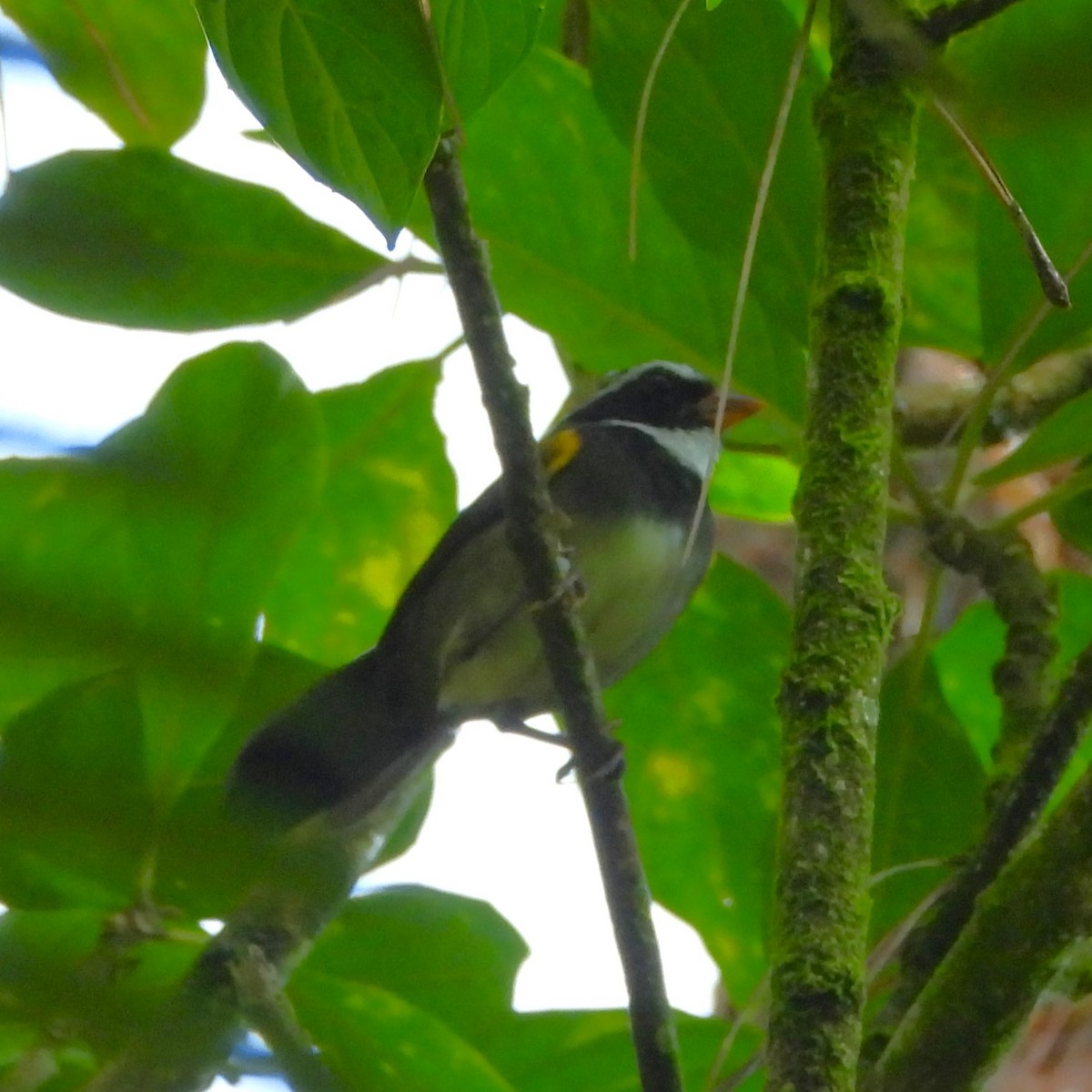 Orange-billed Sparrow - ML625189153