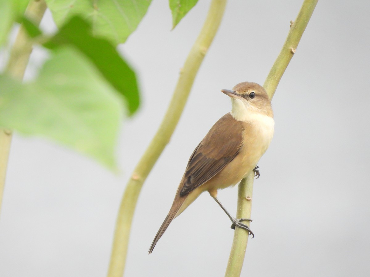 Clamorous Reed Warbler - Khemchand Jaiswal