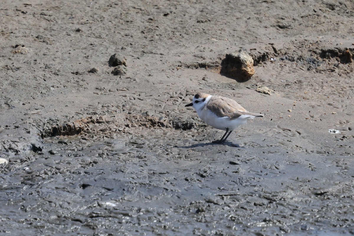 White-fronted Plover - ML625189255