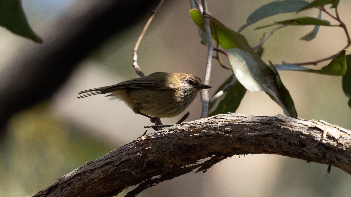 Striated Thornbill - ML625189330