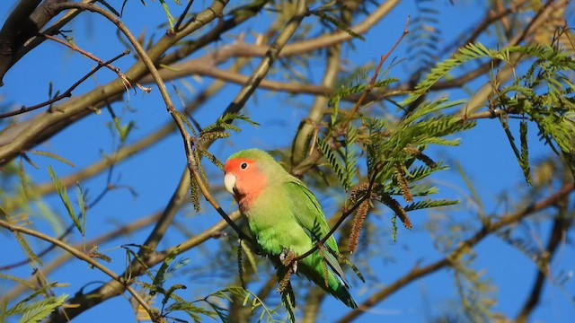 Rosy-faced Lovebird - ML625189331
