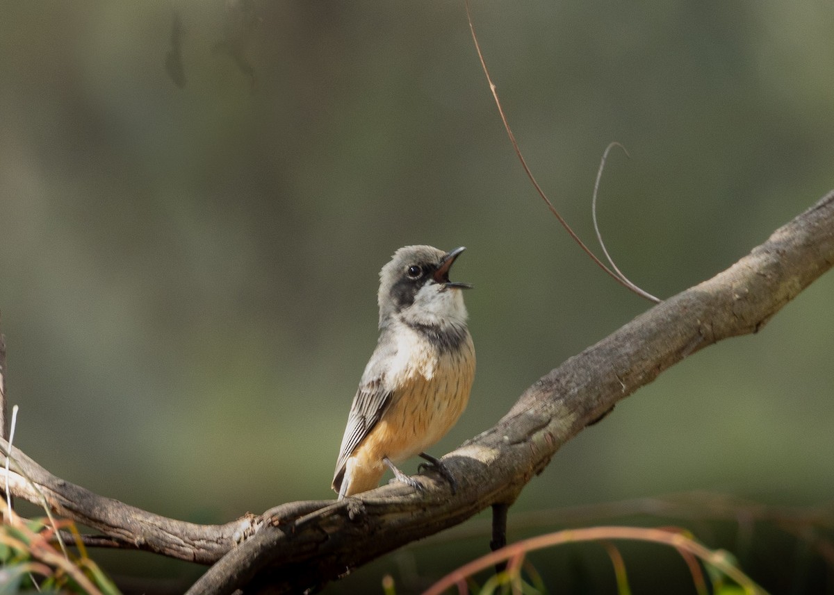 Rufous Whistler - ML625189344