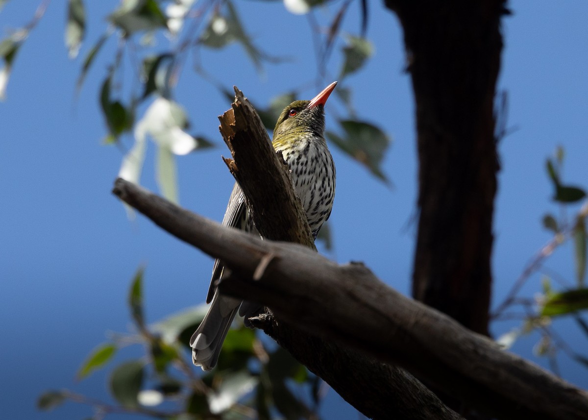Olive-backed Oriole - ML625189348