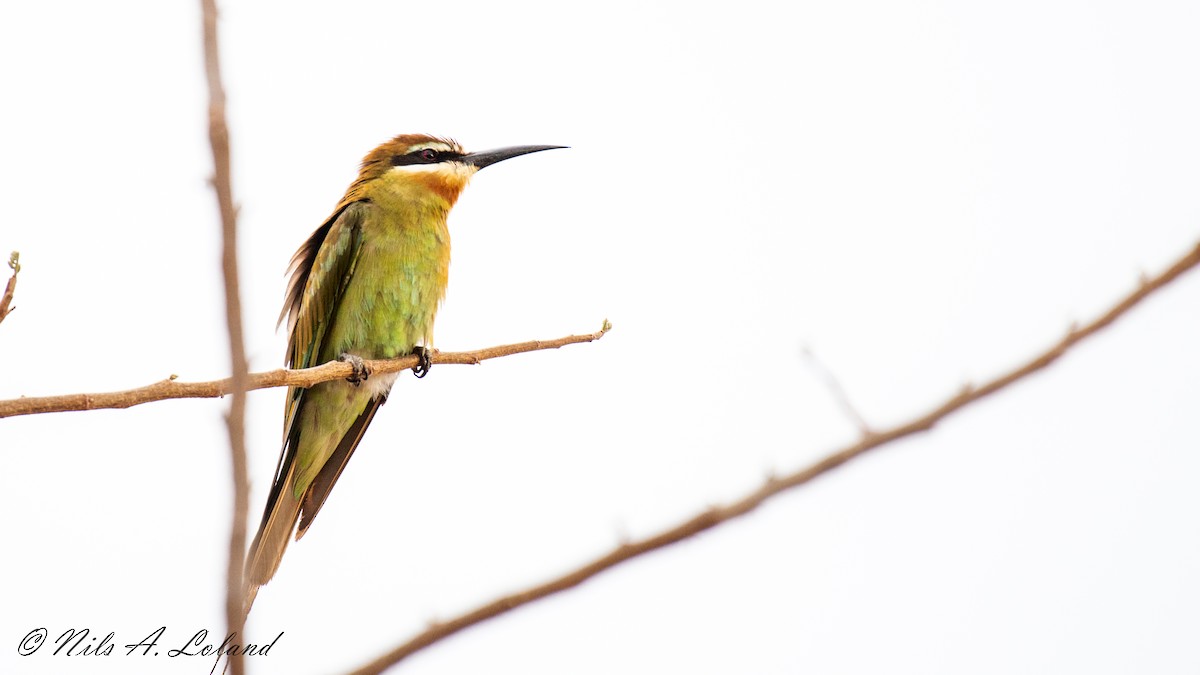 Olive Bee-eater - ML625189420