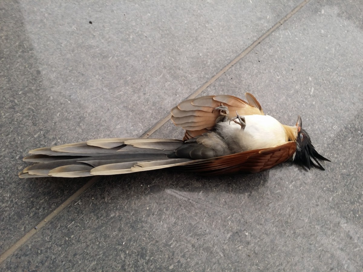 Chestnut-winged Cuckoo - ML625189467