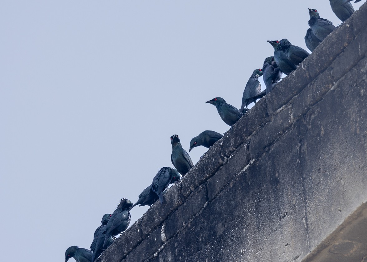 Asian Glossy Starling - ML625189479