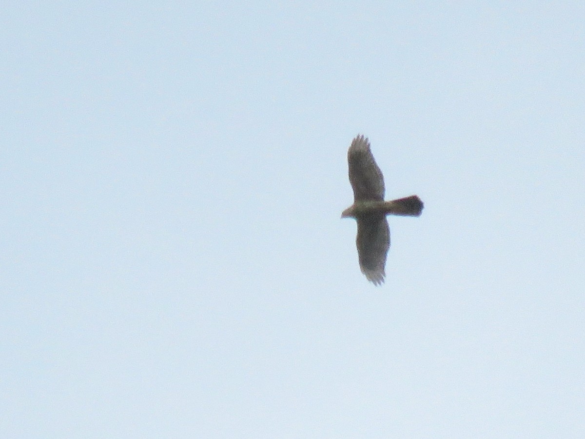 Eurasian Goshawk - ML625189565