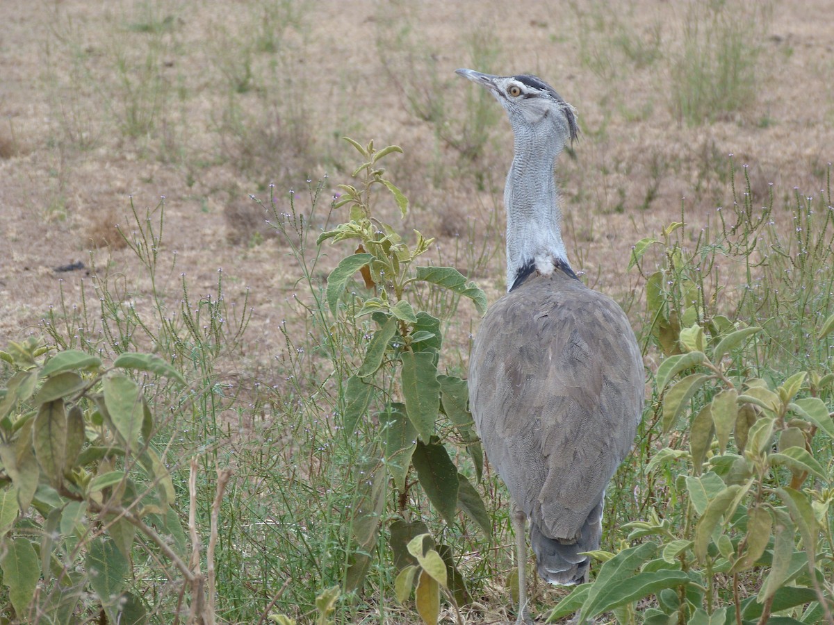 Kori Bustard - ML625189679