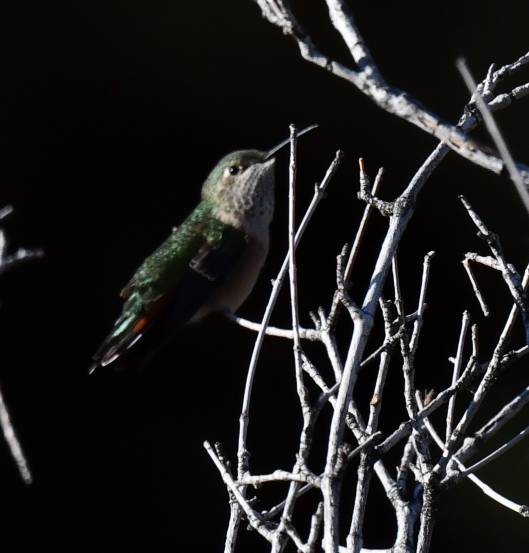 Broad-tailed Hummingbird - ML625189924