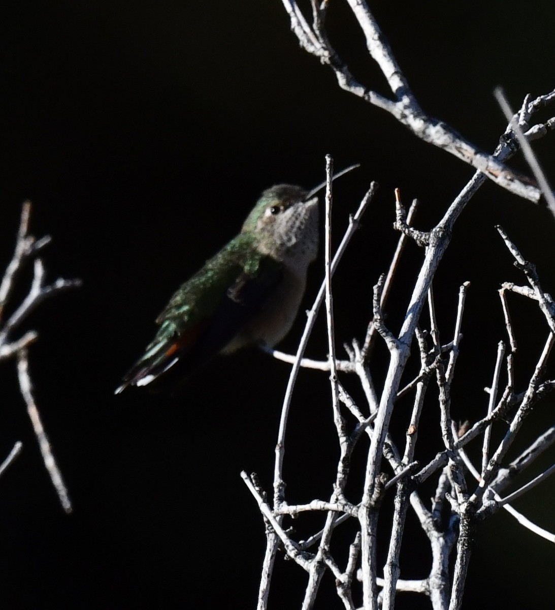 Broad-tailed Hummingbird - Kristen Cart