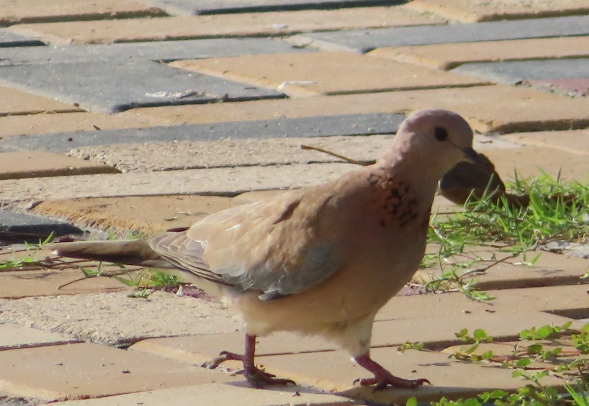 Laughing Dove - ML625190153