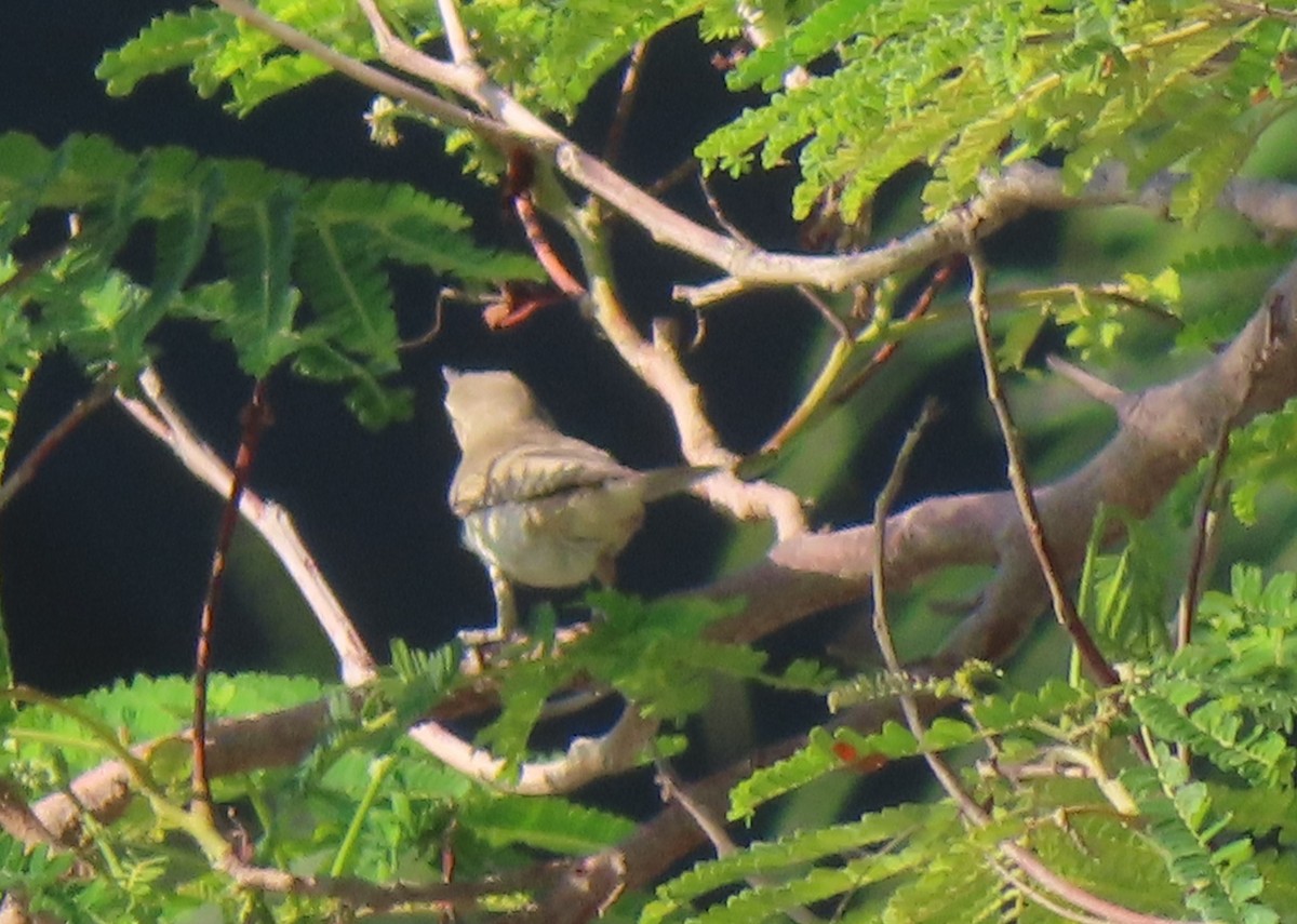 Eastern Olivaceous Warbler - ML625190162