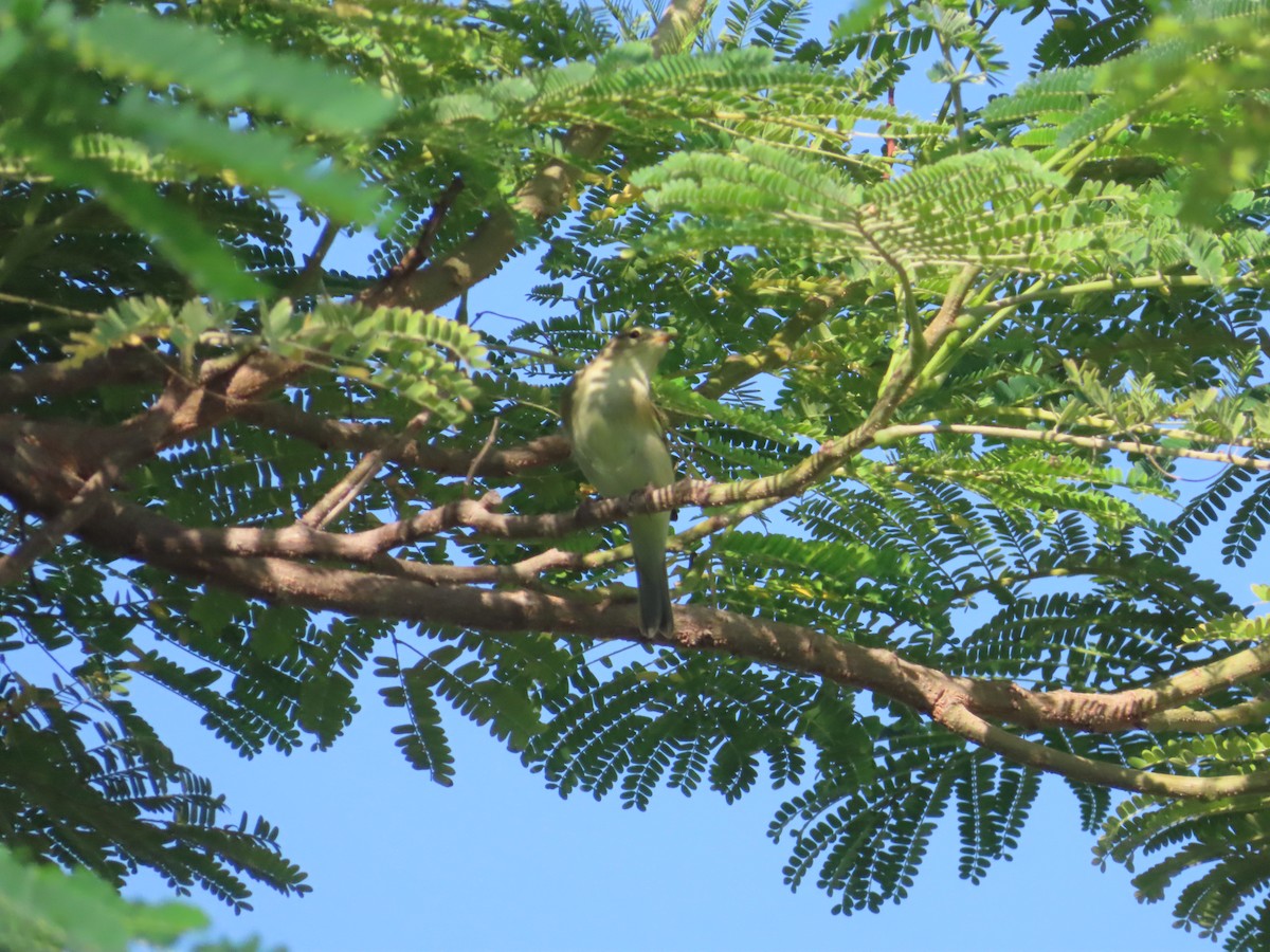Eastern Olivaceous Warbler - ML625190164
