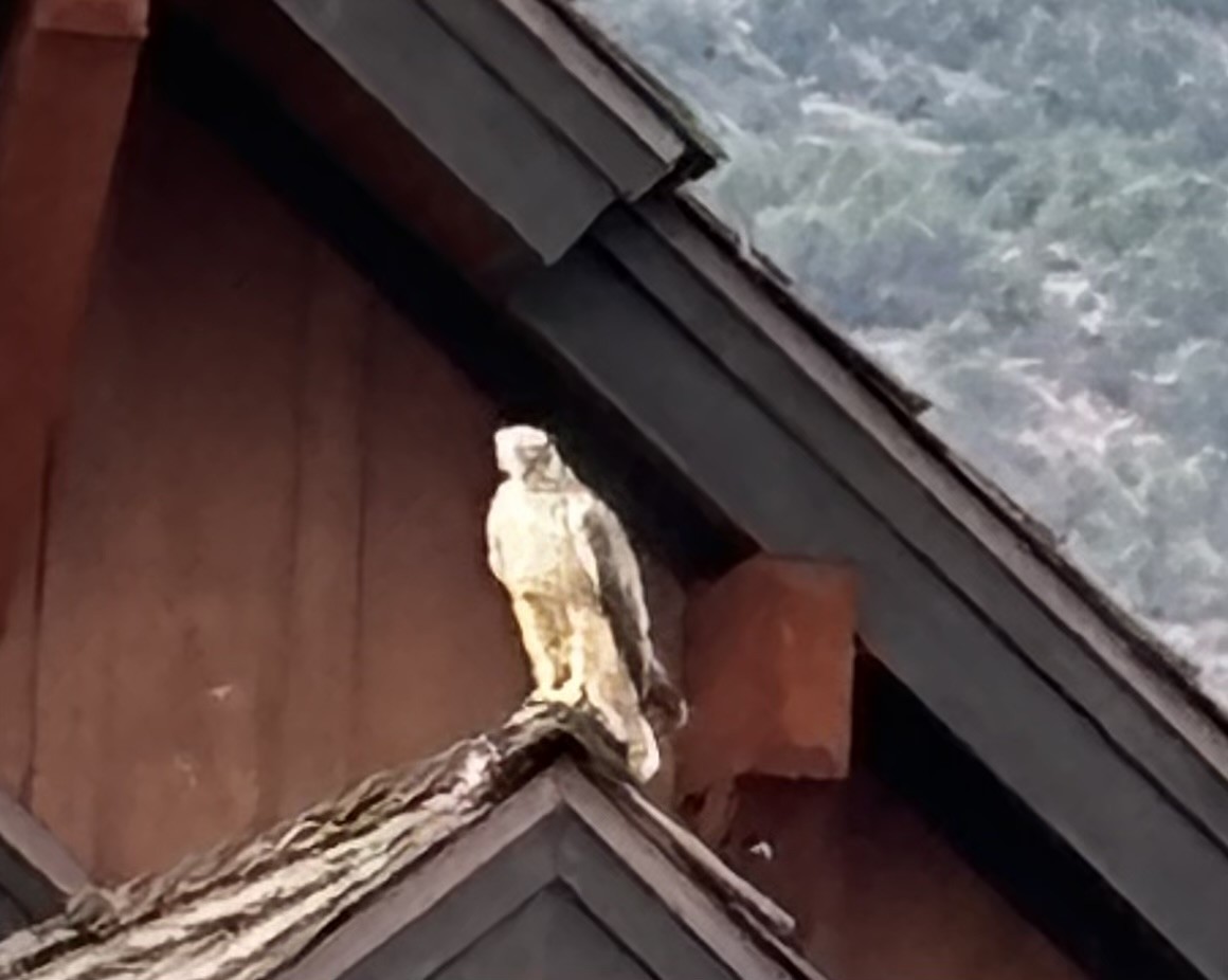 Red-tailed Hawk - ML625190169