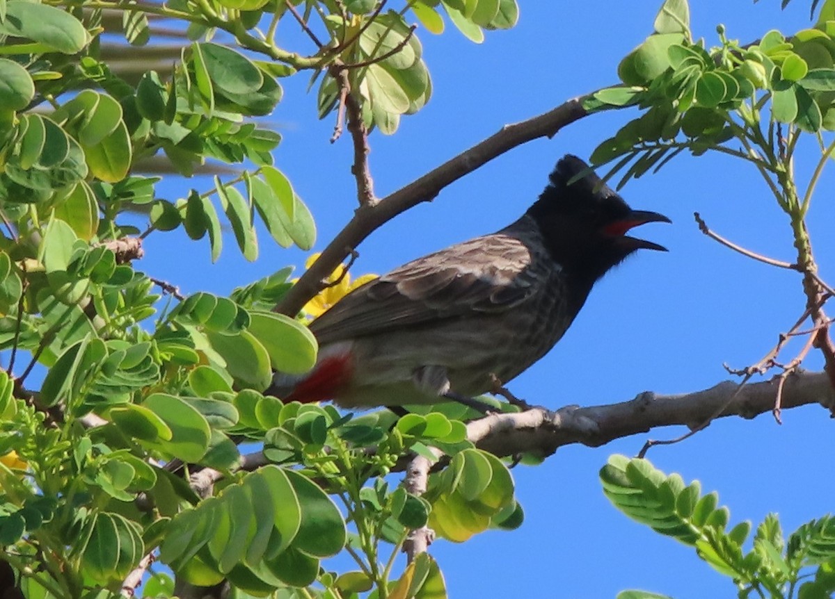 Red-vented Bulbul - ML625190203