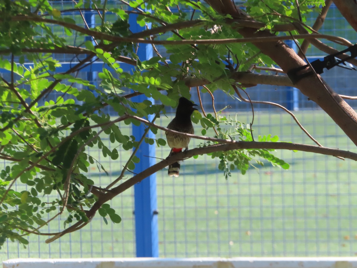 Red-vented Bulbul - ML625190204