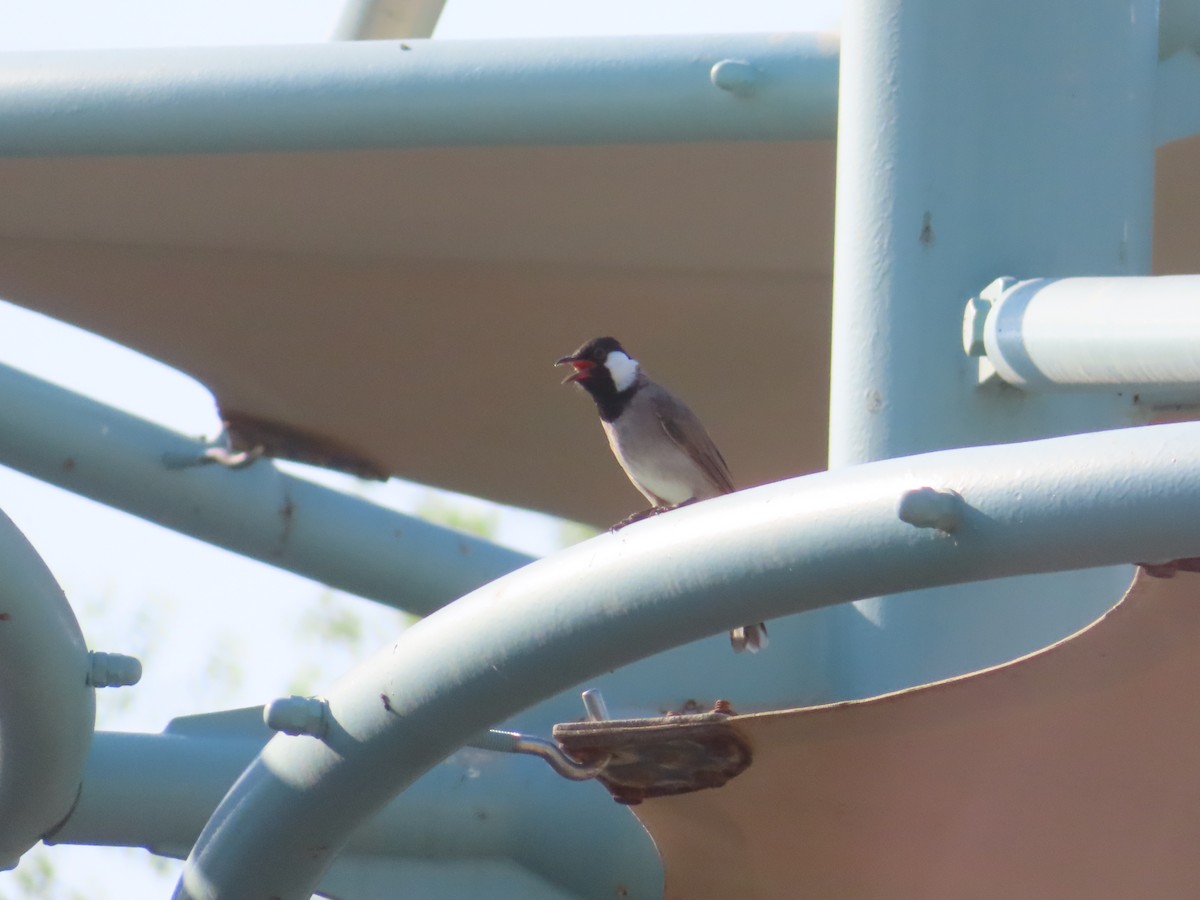 White-eared Bulbul - ML625190229