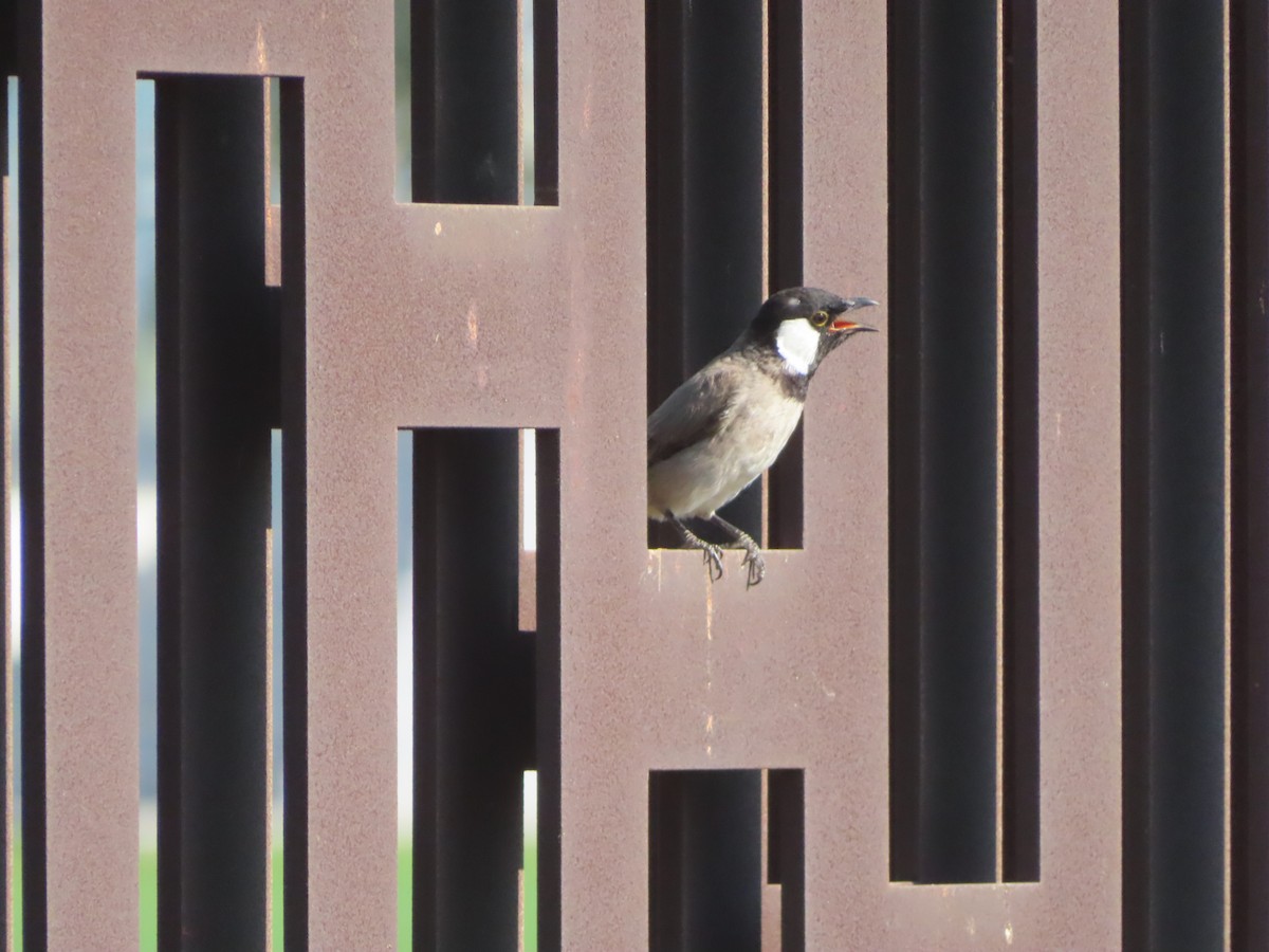 White-eared Bulbul - ML625190230
