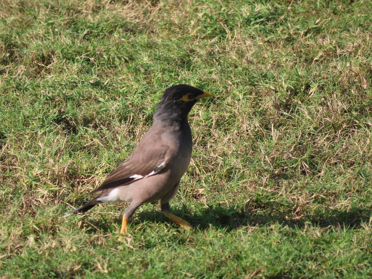 Common Myna - ML625190244