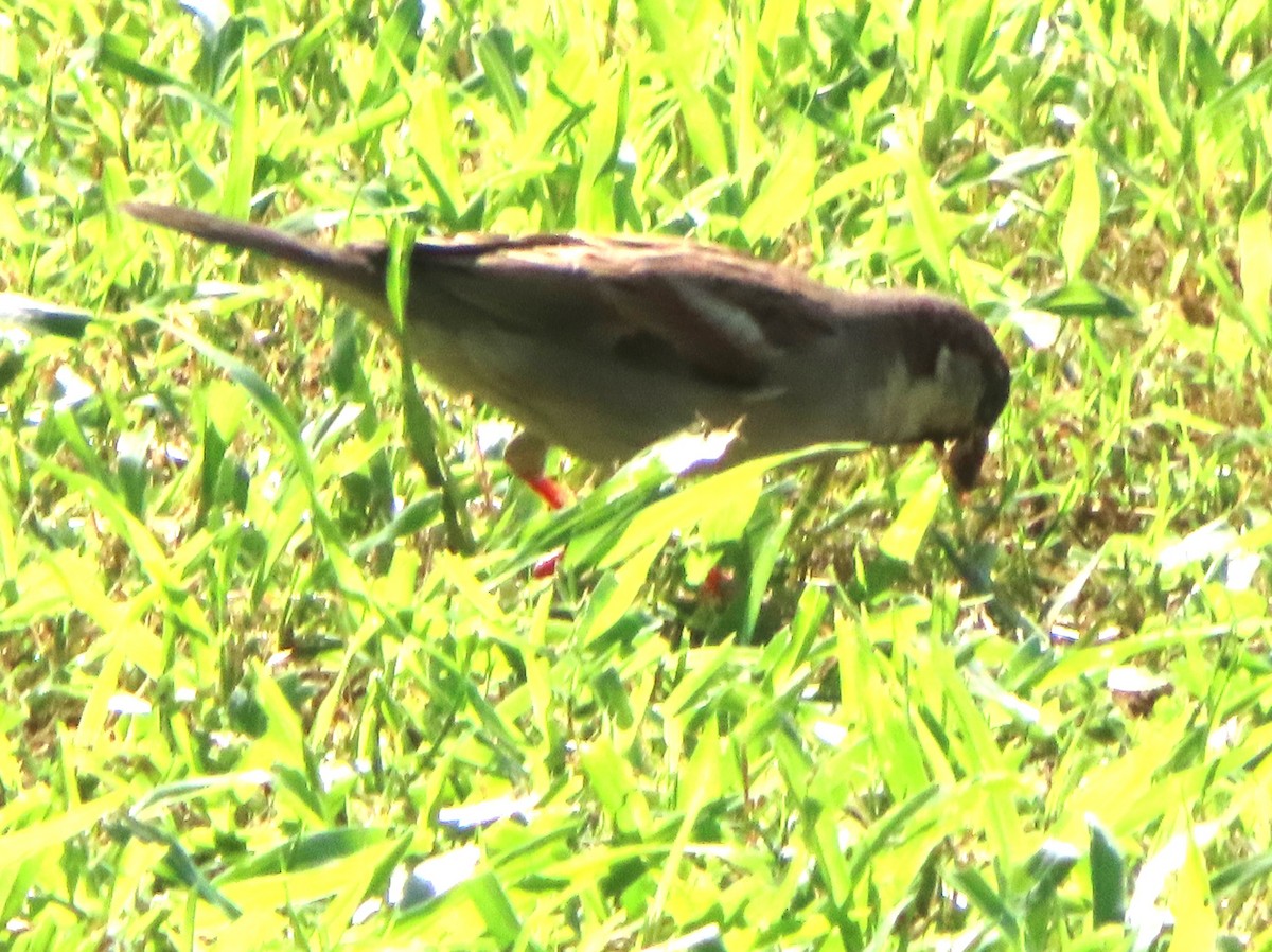 House Sparrow (Indian) - ML625190256