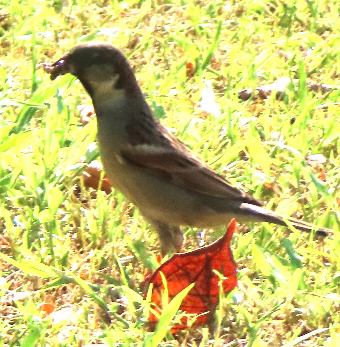 House Sparrow (Indian) - ML625190257