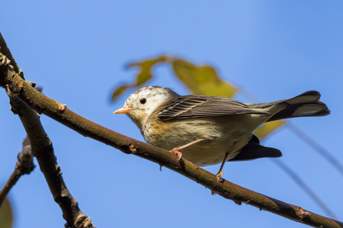 Yellow-rumped Warbler - Brad Reinhardt