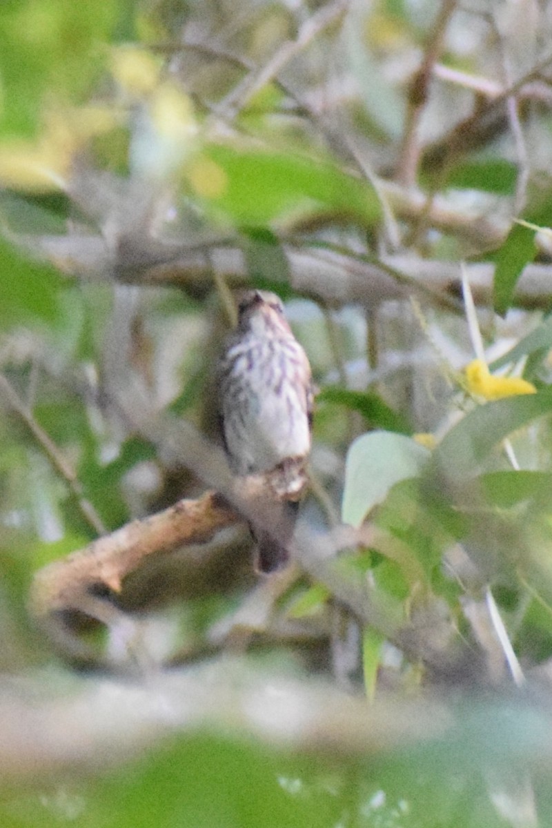 Gray-streaked Flycatcher - ML625190446