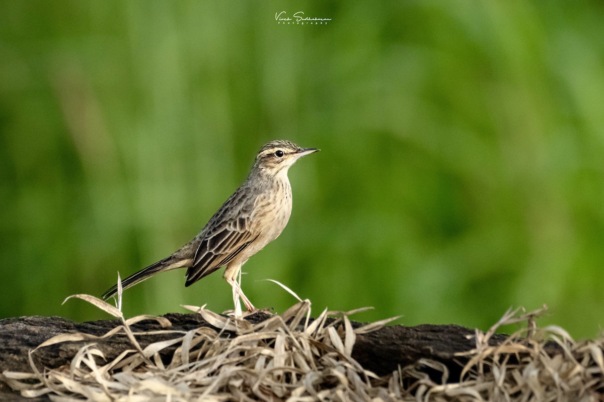 Long-billed Pipit (Indian) - ML625190460