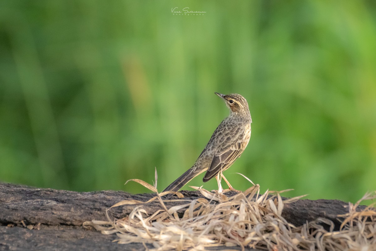 Long-billed Pipit (Indian) - ML625190461