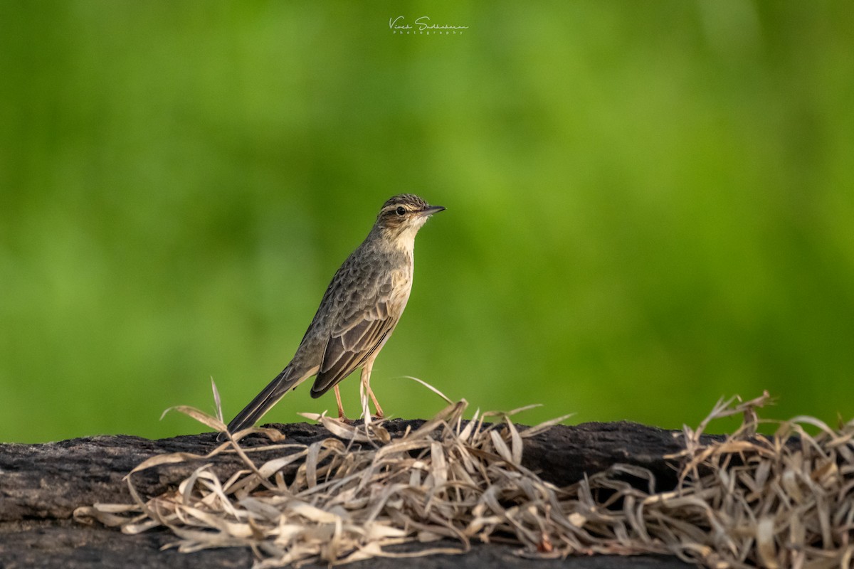 Long-billed Pipit (Indian) - ML625190462